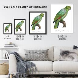 Artery8 The Southern Mealy Amazon Parrot Levaillant Framed Wall Art Print in White - Size: A4 - thumbnail 3