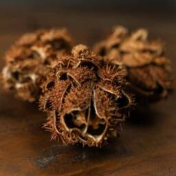 Lemon Pavilion Furniture and Decor Bouquet of Dried Protea Artificial Plant - L12 x W12 x H60 cm in Brown - thumbnail 3