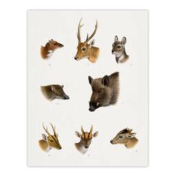 "Artery8 Wildlife Animals Vintage Illustration Lydekker Wall Art Poster Print in White - Size: W12"" x H16""" - thumbnail 1
