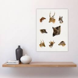 "Artery8 Wildlife Animals Vintage Illustration Lydekker Wall Art Poster Print in White - Size: W12"" x H16""" - thumbnail 4