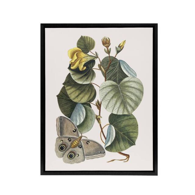 "Artery8 Ketmia Hibiscus Flower & Butterfly Catesby Black Framed Canvas Art - Size: W12"" x H16""" - image 1