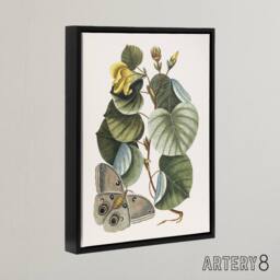 "Artery8 Ketmia Hibiscus Flower & Butterfly Catesby Black Framed Canvas Art - Size: W12"" x H16""" - thumbnail 2