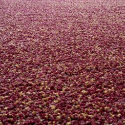 The Rug Shop UK Pink Modern Shaggy Plain Easy to Clean Area Rug - Size: 160 cm x 230 cm - thumbnail 2