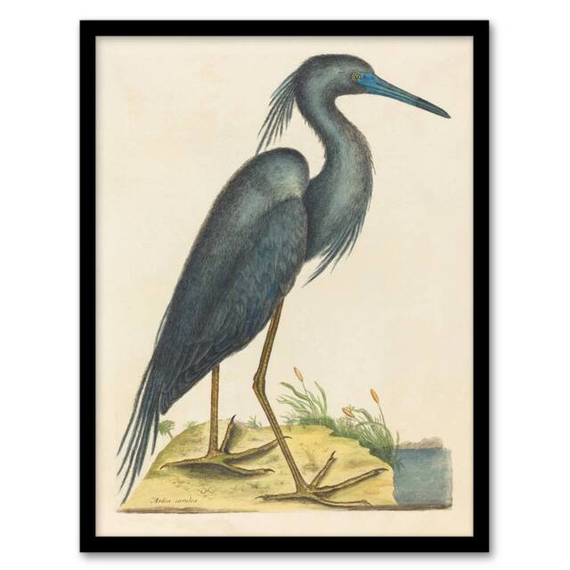 "Artery8 Blue Heron Natural History Illustration Catesby Framed Wall Art Print in Beige - Size: W12"" x H16""" - image 1