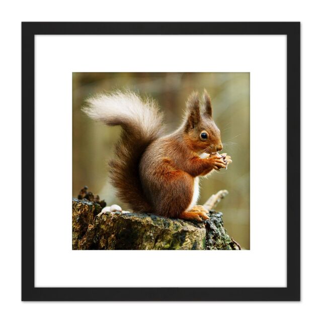 Artery8 Trimming Red Squirrel Eating Forest Nature Photo 8X8 Inch Square Wooden Framed Wall Art Print Picture with Mount in Black - image 1