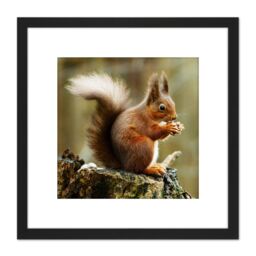 Artery8 Trimming Red Squirrel Eating Forest Nature Photo 8X8 Inch Square Wooden Framed Wall Art Print Picture with Mount in Black - thumbnail 1