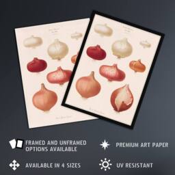 "Artery8 Onions Vintage Kitchen Ernst Benary Framed Wall Art Print in White - Size: W12"" x H16""" - thumbnail 2