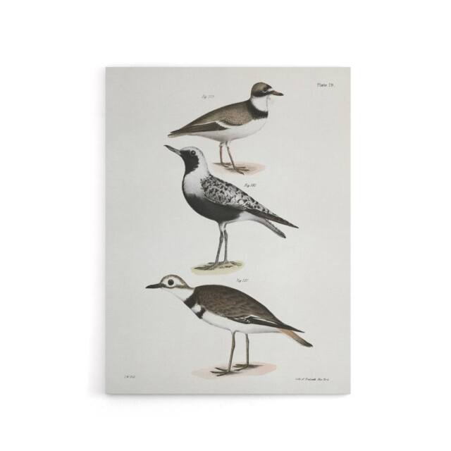 "Artery8 James De Kay Ring Plover Snipe & Kildeer Canvas Wall Art Print in White - Size: W12"" x H16""" - image 1