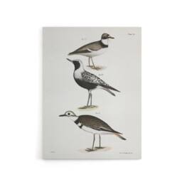 "Artery8 James De Kay Ring Plover Snipe & Kildeer Canvas Wall Art Print in White - Size: W12"" x H16""" - thumbnail 1