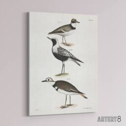 "Artery8 James De Kay Ring Plover Snipe & Kildeer Canvas Wall Art Print in White - Size: W12"" x H16""" - thumbnail 2