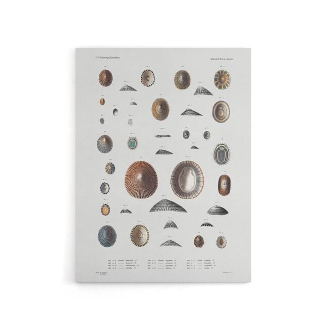 "Artery8 Mollusca Shells Marine Life Augustus Gould Canvas Wall Art Print in White - Size: W12"" x H16""" - image 1