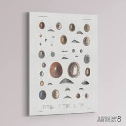 "Artery8 Mollusca Shells Marine Life Augustus Gould Canvas Wall Art Print in White - Size: W12"" x H16""" - thumbnail 2