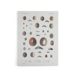 "Artery8 Mollusca Shells Marine Life Augustus Gould Canvas Wall Art Print in White - Size: W12"" x H16""" - thumbnail 1
