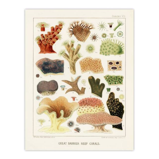 "Artery8 Great Barrier Reef Corals Illustration Kent Wall Art Poster Print in White - Size: W18"" x H24""" - image 1