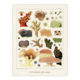 "Artery8 Great Barrier Reef Corals Illustration Kent Wall Art Poster Print in White - Size: W18"" x H24""" - thumbnail 1