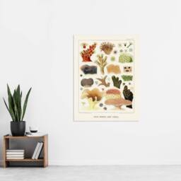 "Artery8 Great Barrier Reef Corals Illustration Kent Wall Art Poster Print in White - Size: W18"" x H24""" - thumbnail 4