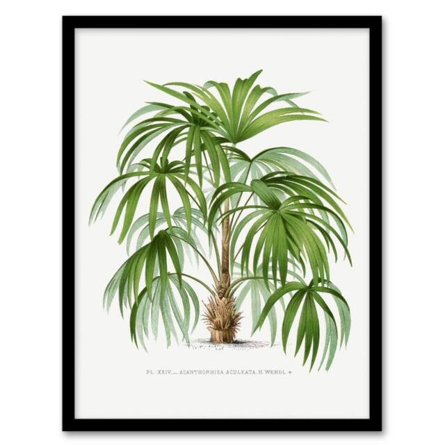 Artery8 Oswald de Kerchove Framed Wall Art Acathophiza Aculeata Palm Tree in White - Size: A4 - image 1