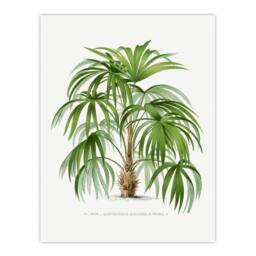 Artery8 Oswald de Kerchove Framed Wall Art Acathophiza Aculeata Palm Tree in White - Size: A4 - thumbnail 3