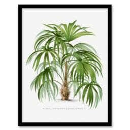 Artery8 Oswald de Kerchove Framed Wall Art Acathophiza Aculeata Palm Tree in White - Size: A4 - thumbnail 1