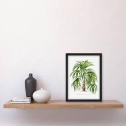 Artery8 Oswald de Kerchove Framed Wall Art Acathophiza Aculeata Palm Tree in White - Size: A4 - thumbnail 2