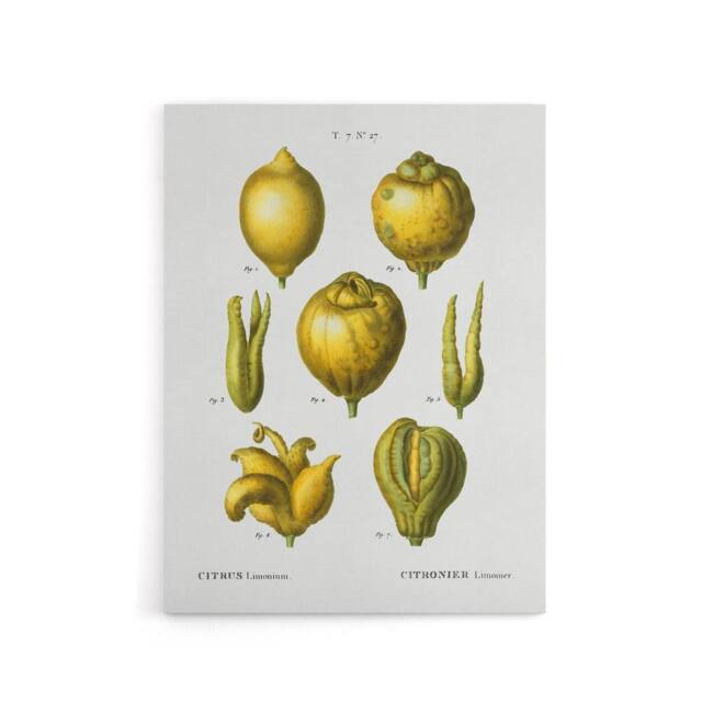 "Artery8 Lemon Citrus Fruit Illustration Redoute Vintage Canvas Wall Art in White - Size: W18"" x H24""" - image 1