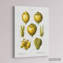 "Artery8 Lemon Citrus Fruit Illustration Redoute Vintage Canvas Wall Art in White - Size: W18"" x H24""" - thumbnail 2