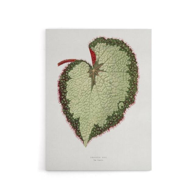 "Artery8 AF Lydon B Fawcett Begonia Rex Grandis Variety Leaf Canvas Art Print in White - Size: W12"" x H16""" - image 1