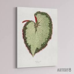 "Artery8 AF Lydon B Fawcett Begonia Rex Grandis Variety Leaf Canvas Art Print in White - Size: W12"" x H16""" - thumbnail 2
