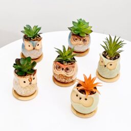 simpa 6PC Assorted Shaped Owl Ceramic Plant Pots with Bamboo Base - thumbnail 4