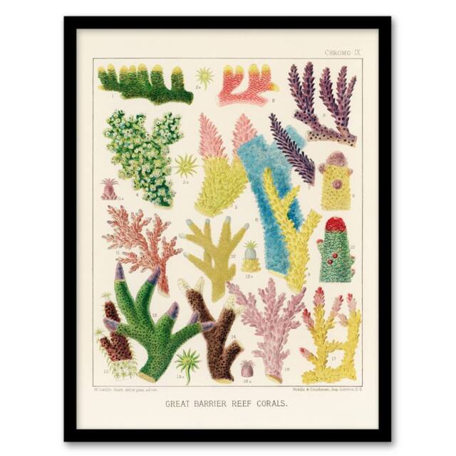 Artery8 William Saville Kent Framed Wall Art Print Great Barrier Reef Corals in Beige - Size: A4 - image 1