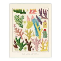 Artery8 William Saville Kent Framed Wall Art Print Great Barrier Reef Corals in Beige - Size: A4 - thumbnail 3