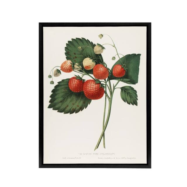 "Artery8 Boston Pine Strawberry Plant Hovey Black Framed Canvas Wall Art in White - Size: W24"" x H32""" - image 1