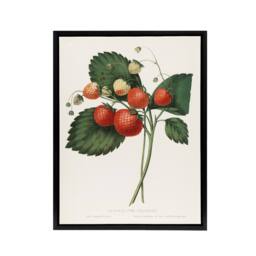 "Artery8 Boston Pine Strawberry Plant Hovey Black Framed Canvas Wall Art in White - Size: W24"" x H32""" - thumbnail 1