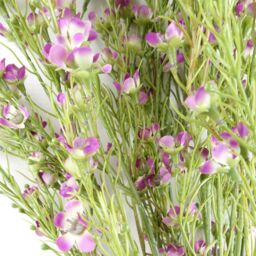 Leaf Pack of 6 x 100cm Artificial Foliage Stem with Small Flowers - Purple - Size: 6 x 100 cm - thumbnail 7