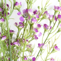 Leaf Pack of 6 x 100cm Artificial Foliage Stem with Small Flowers - Purple - Size: 6 x 100 cm - thumbnail 2