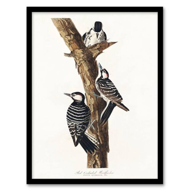 Artery8 John James Audubon Framed Wall Art Print Red Cockaded Woodpecker in White - Size: A4 - image 1