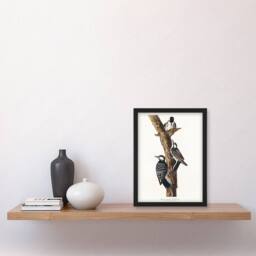 Artery8 John James Audubon Framed Wall Art Print Red Cockaded Woodpecker in White - Size: A4 - thumbnail 2