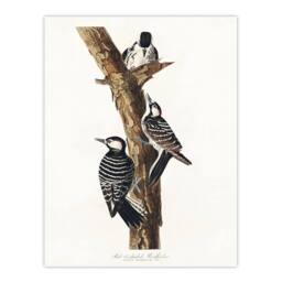 Artery8 John James Audubon Framed Wall Art Print Red Cockaded Woodpecker in White - Size: A4 - thumbnail 3
