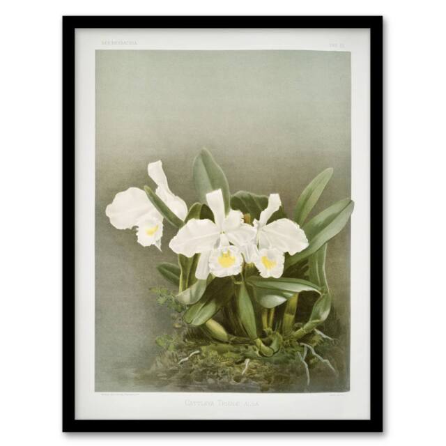 Artery8 Frederick Sander Cattleya Trianae White Orchid Framed Wall Art Print - Size: A4 - image 1