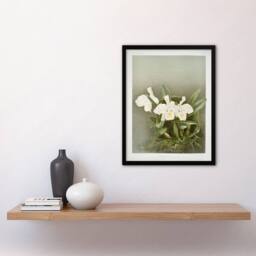 Artery8 Frederick Sander Cattleya Trianae White Orchid Framed Wall Art Print - Size: A4 - thumbnail 4