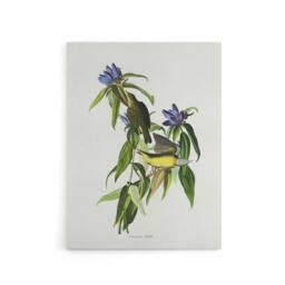 "Artery8 Connecticut Warbler Bird Audubon Nature Canvas Wall Art in White - Size: W18"" x H24""" - thumbnail 1