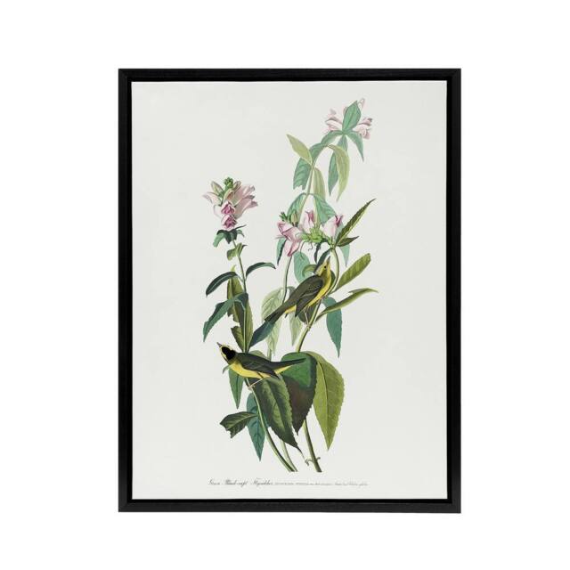 "Artery8 Green Black Capped Flycatcher Audubon Nature Black Framed Canvas Print in White - Size: W12"" x H16""" - image 1