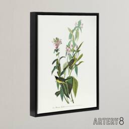 "Artery8 Green Black Capped Flycatcher Audubon Nature Black Framed Canvas Print in White - Size: W12"" x H16""" - thumbnail 2