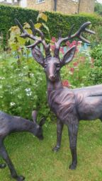 Inspirational Gifting Stag & Doe Deer Set our Largest Garden Sculptures - Hand Cast in Aluminium in Bronze - thumbnail 6
