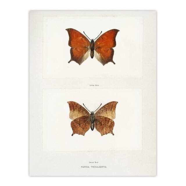 "Artery8 Tropical Leafwing Butterfly Sherman Denton Wall Art Poster Print in White - Size: W12"" x H16""" - image 1