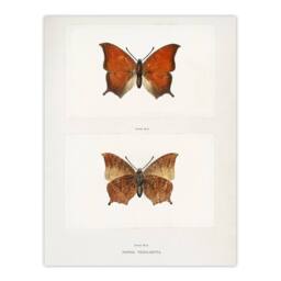 "Artery8 Tropical Leafwing Butterfly Sherman Denton Wall Art Poster Print in White - Size: W12"" x H16""" - thumbnail 1