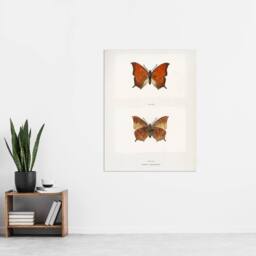 "Artery8 Tropical Leafwing Butterfly Sherman Denton Wall Art Poster Print in White - Size: W12"" x H16""" - thumbnail 4