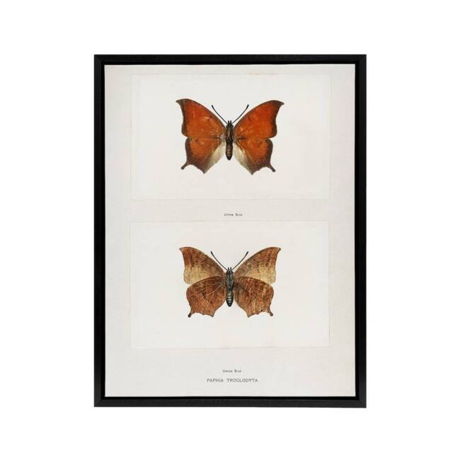 "Artery8 Tropical Leafwing Butterfly Sherman Denton Framed Canvas Wall Art in White - Size: W12"" x H16""" - image 1