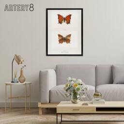 "Artery8 Tropical Leafwing Butterfly Sherman Denton Framed Canvas Wall Art in White - Size: W12"" x H16""" - thumbnail 3