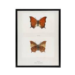 "Artery8 Tropical Leafwing Butterfly Sherman Denton Framed Canvas Wall Art in White - Size: W12"" x H16""" - thumbnail 1